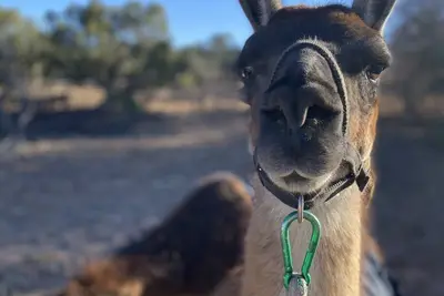 Image de Silo Llamaste