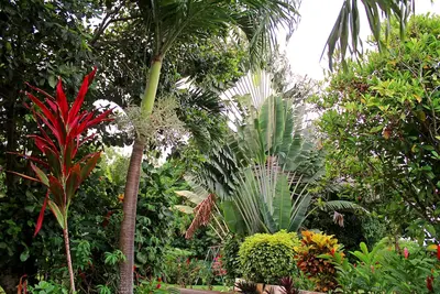 Le jardin de la roseraie
