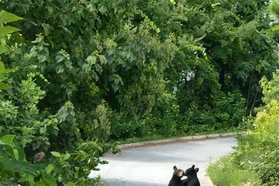 Image de Perfect Relaxing Cabin Getaway! Hot Tub +Near Town