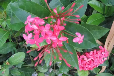 Image de Perfect for a Family and/or Friends Escape!