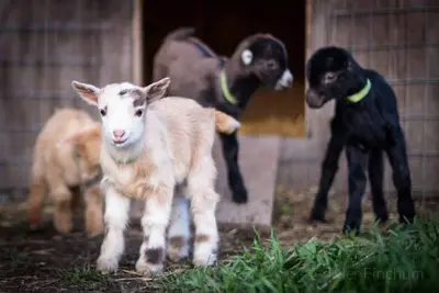 Image de Sun Cabin• Left Foot Farm Goat Dairy•Mt Rainier