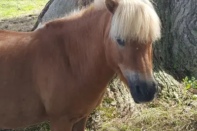 Image de Propriété à la campagne et centre équestre