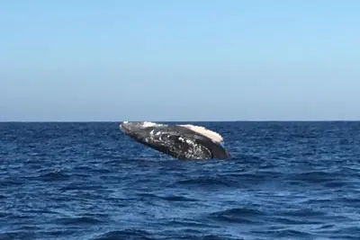 Image de Beachfront Condominium-Great Prices Great View/No children under 13 allowed