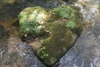 Image de Custom Wood, Trout Stream, Natural Beauty Privacy 2Br 2Bath, 1Acre, Immaculate