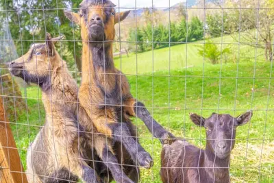 Image de Pet friendly w/dog run, country living & mountain views close to town with wifi