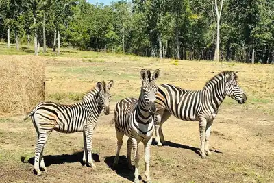 Image de Hickory Ridge Cabin - Lemurs, Zebras, Hot Tub, Hiking