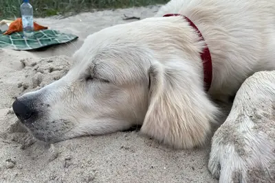 Image de Quaint cottage with garden near the Baltic Sea - pets welcome