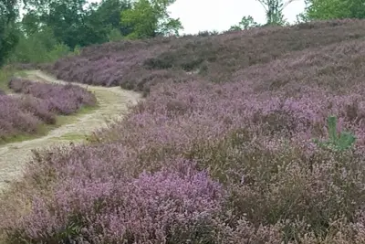 Image de Disabled-friendly vacation apartment in the Lüneburg Heath