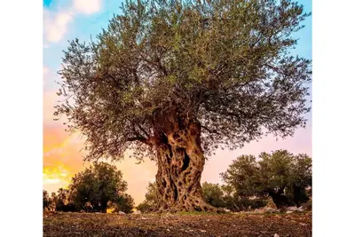 Image de The Olive Tree - Cheerful 4 bedroom townhouse(New)