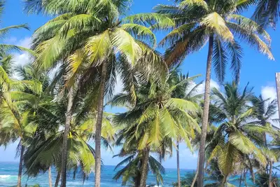 Image de Authentic BarbadianExperience