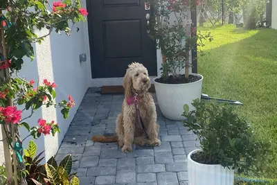 Image de New Gated community, close to everything, fast gigabit internet, dogs welcome!