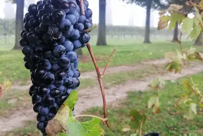 Image de Country house - Villa Agnese - <br>with garden and free parking.