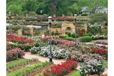 Image de Dreaming Rose City Getaway!