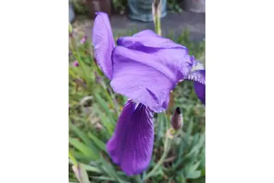 Image de Vacation home The Irises Apartment 2 x 4