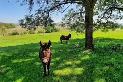 Image de Gîte la rapière, nature, à la campagne, pas de bruit, calme et repos piscine