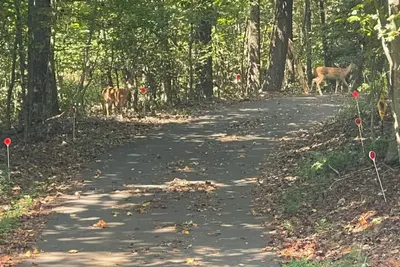 Image de Cozy 3/3 main part of large cabin; Ellijay/Blueridge