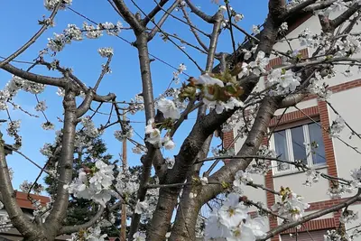 Image de Dans une villa avec jardin privé entre Varese, Como et Lugano