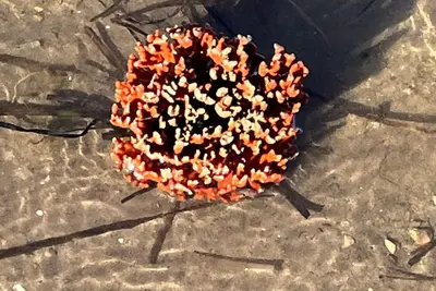 Image de Remodeled home on the Bay of Bouctouche.