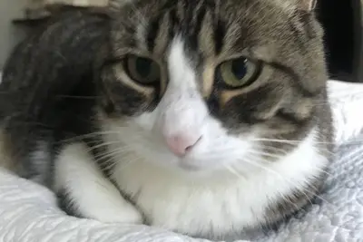 Image de Charming One Family House With Private Yard, park Slope sublet summer 2025