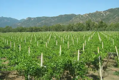 Image de Between vineyards and sea - Apartment in farmhouse