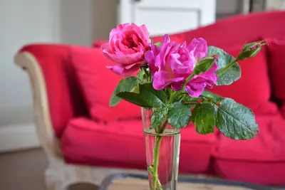 Image de Maison bourgeoise de ville