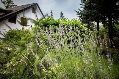 Image de Mini apartment in villa with garden view