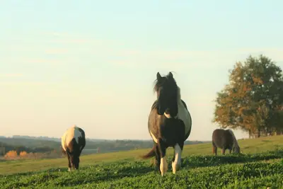 Image de Escapade romantique. . . Au coeur du Périgord.