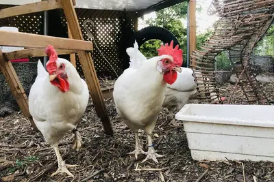 Image de Kids Paradise! Chickens, Pool, Trampoline
