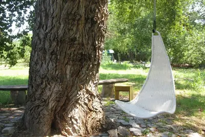 Image de Former farmers' hut in the shade of century-old poplars