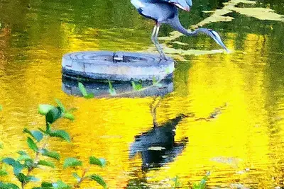 Image de 1-bedroom Lux Apt just 22 minutes from Maple Grove Raceway