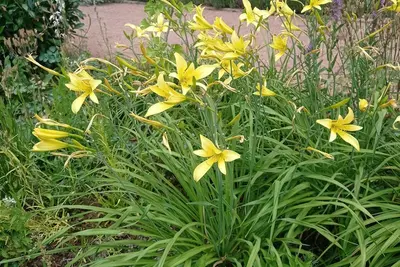 Image de Three-sided courtyard étable