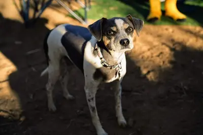 Image de Cg31 Small 15x10 ft. Campsite\/Shower - Kings Canyon & Sequoia Np