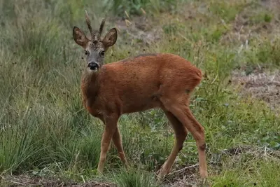 Image de Gite de l'étang