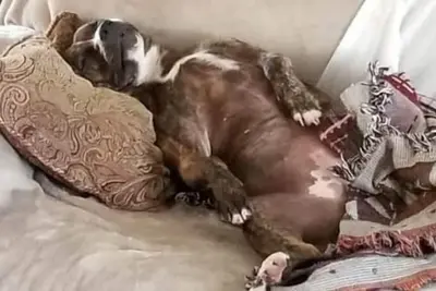 Image de Orange Blossom Refuge