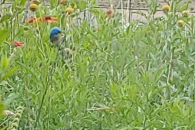 Image de Up Country Ranch House down a quiet lane