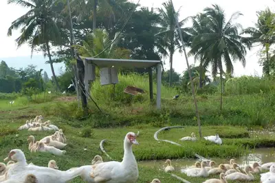 Image de นอนโฮมสเตย์ กลางฟาร์มพืชไร่ กินอาหารโฮมเมด บรรยากาศชนบท นอกเมืองโคราช