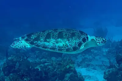 Image de Hillside studio villa in gorgeous St John Westin Resort