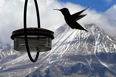 Image de Base of Mt. Shasta Serenity Wonderland