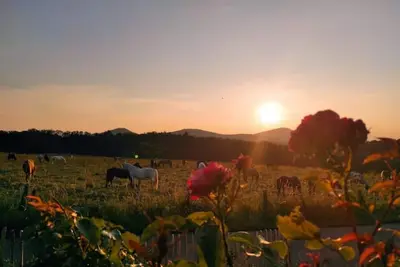 Image de Direkt im Naturpark Siebengebirge