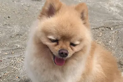 Image de Stay At The Beach Bar Of Carneiros Beach - TAMANDARÉ