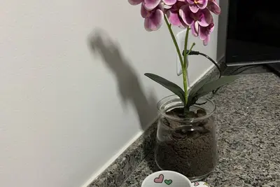 Image de Charming apartment 3 min from São Matheus Hospital