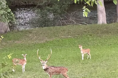 Image de Waterfront Bandera Rustic Cabin on River-pet friendly