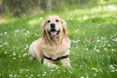 Image de JapaneseWestern style room for dogs  Capacity 5 / Ito Shizuoka