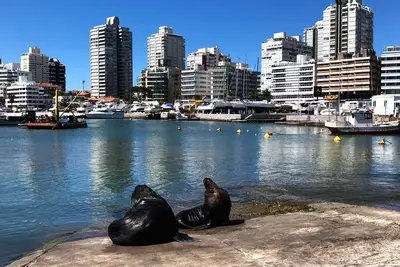 Image de Funcional y Acogedor Apto. en la Península de Punta del Este