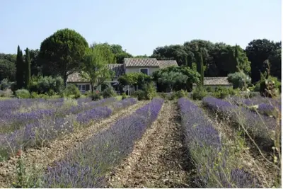 Image de Magnifique Mas Provencal en DrĂ´me Provencale