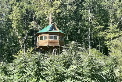 Image de Cannabis friendly treehouse with amazing mountain Views!