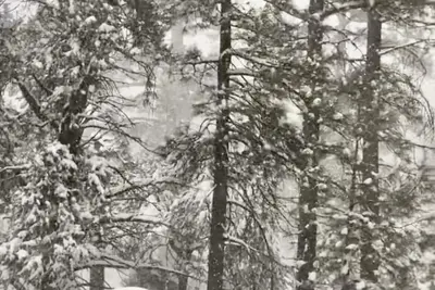 Image de Private cabin steps to private forest 🌲