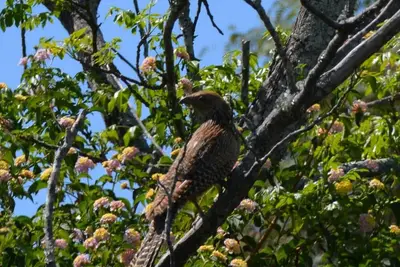 Image de Harmony House - Spectacular Somerset Skies!