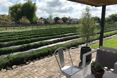 Image de Guest House in the Lavender Field