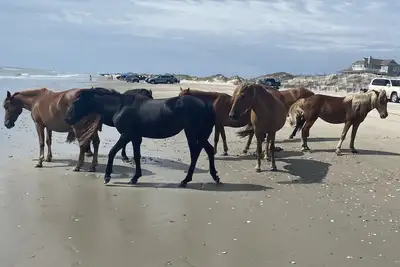 Image de Tranquil 7 bedroom oceanfront home January-March \nONLY!